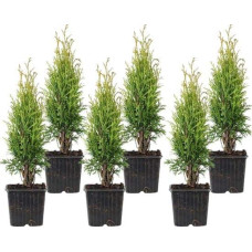 Туя західна Тотем Смарагд | Thuja оccidentalis Totem Smaragd | Туя западная Тотем Смарагд