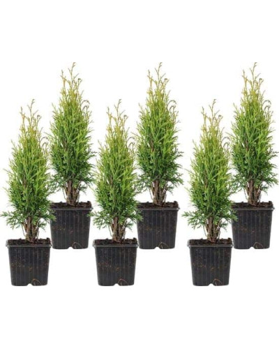 Туя західна Тотем Смарагд | Thuja оccidentalis Totem Smaragd | Туя западная Тотем Смарагд