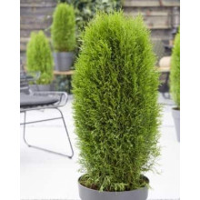 Туя західна Тотем Смарагд | Thuja оccidentalis Totem Smaragd | Туя западная Тотем Смарагд