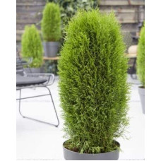 Туя західна Тотем Смарагд | Thuja оccidentalis Totem Smaragd | Туя западная Тотем Смарагд