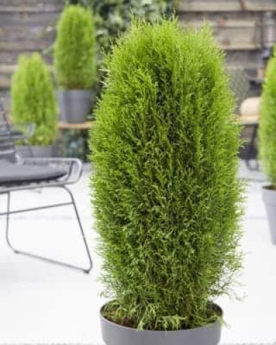 Туя західна Тотем Смарагд | Thuja оccidentalis Totem Smaragd | Туя западная Тотем Смарагд