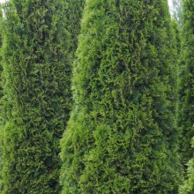 Туя західна Тотем Смарагд | Thuja оccidentalis Totem Smaragd | Туя западная Тотем Смарагд