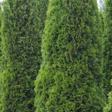 Туя західна Тотем Смарагд | Thuja оccidentalis Totem Smaragd | Туя западная Тотем Смарагд