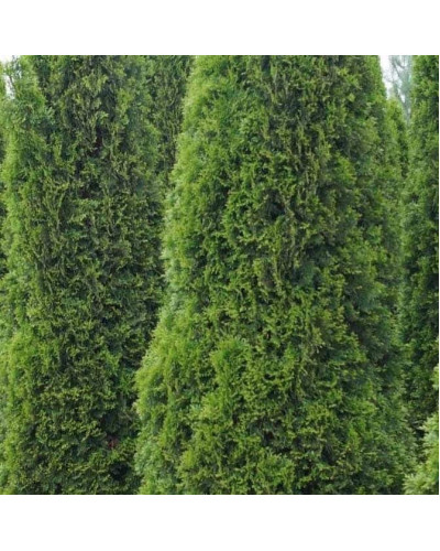 Туя західна Тотем Смарагд | Thuja оccidentalis Totem Smaragd | Туя западная Тотем Смарагд