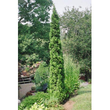 Туя західна Спіраліс | Thuja occidentalis Spiralis | Туя западная Спиралис