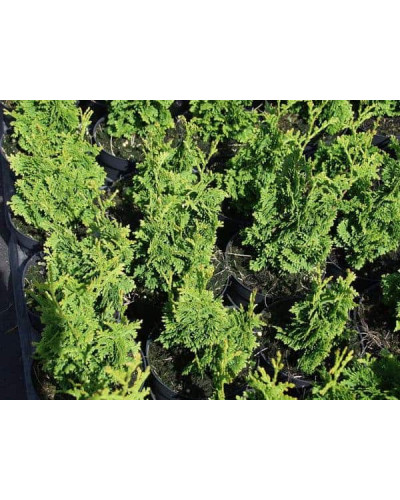 Туя західна Спіраліс | Thuja occidentalis Spiralis | Туя западная Спиралис