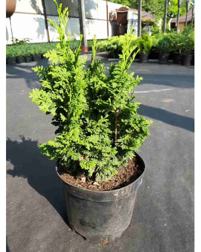 Туя західна Спіраліс | Thuja occidentalis Spiralis | Туя западная Спиралис