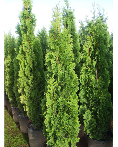 Туя західна Спіраліс | Thuja occidentalis Spiralis | Туя западная Спиралис