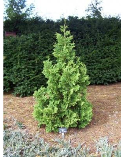 Туя західна Спіраліс | Thuja occidentalis Spiralis | Туя западная Спиралис