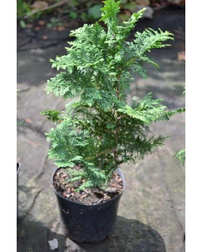 Туя західна Спіраліс | Thuja occidentalis Spiralis | Туя западная Спиралис