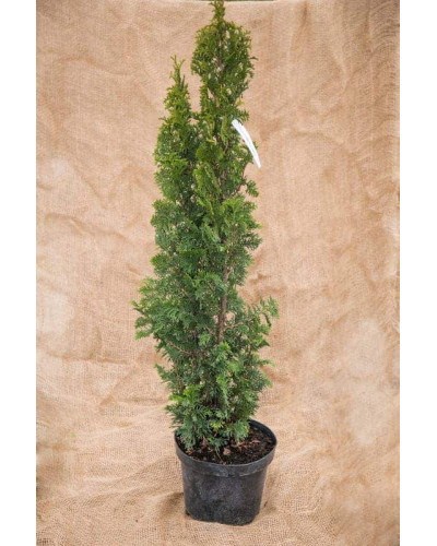 Туя західна Спіраліс | Thuja occidentalis Spiralis | Туя западная Спиралис