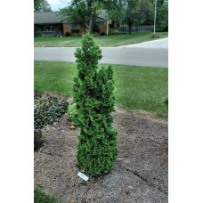 Туя західна Спіраліс | Thuja occidentalis Spiralis | Туя западная Спиралис