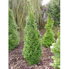 Туя західна Спіраліс | Thuja occidentalis Spiralis | Туя западная Спиралис