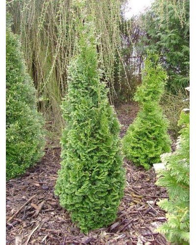 Туя західна Спіраліс | Thuja occidentalis Spiralis | Туя западная Спиралис