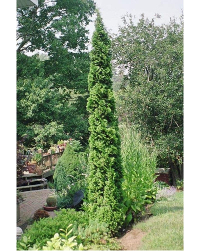 Туя західна Спіраліс | Thuja occidentalis Spiralis | Туя западная Спиралис