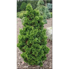 Туя західна Спіраліс | Thuja occidentalis Spiralis | Туя западная Спиралис