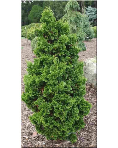 Туя західна Спіраліс | Thuja occidentalis Spiralis | Туя западная Спиралис