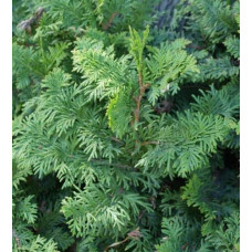 Туя західна Спіраліс | Thuja occidentalis Spiralis | Туя западная Спиралис