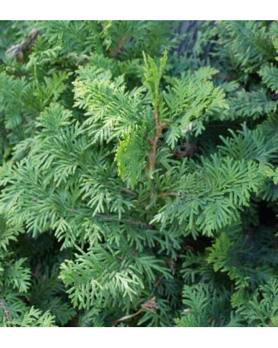 Туя західна Спіраліс | Thuja occidentalis Spiralis | Туя западная Спиралис