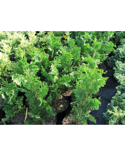 Туя західна Спіраліс | Thuja occidentalis Spiralis | Туя западная Спиралис