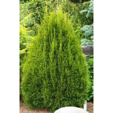 Туя західна Смарагд Лайт | Туя западная Смарагд Лайт | Thuja occidentalis Smaragd Light