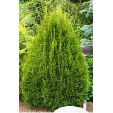 Туя західна Смарагд Лайт | Туя западная Смарагд Лайт | Thuja occidentalis Smaragd Light