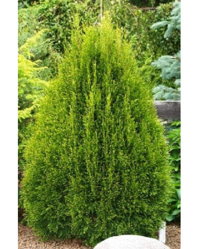 Туя західна Смарагд Лайт | Туя западная Смарагд Лайт | Thuja occidentalis Smaragd Light