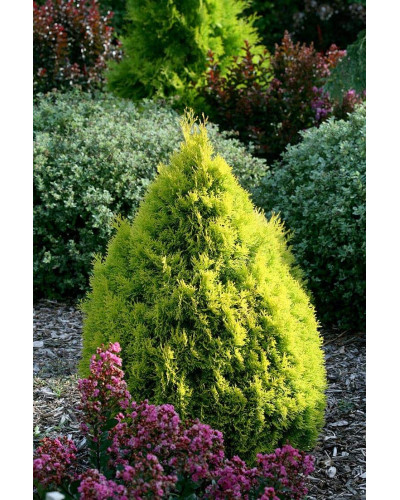 Туя західна Смарагд Лайт | Туя западная Смарагд Лайт | Thuja occidentalis Smaragd Light