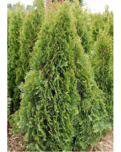 Туя західна Смарагд Лайт | Туя западная Смарагд Лайт | Thuja occidentalis Smaragd Light