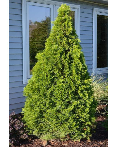 Туя західна Смарагд Лайт | Туя западная Смарагд Лайт | Thuja occidentalis Smaragd Light