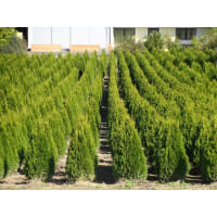 Туя західна Смарагд Лайт | Туя западная Смарагд Лайт | Thuja occidentalis Smaragd Light