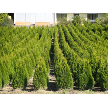 Туя західна Смарагд Лайт | Туя западная Смарагд Лайт | Thuja occidentalis Smaragd Light
