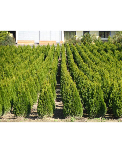 Туя західна Смарагд Лайт | Туя западная Смарагд Лайт | Thuja occidentalis Smaragd Light