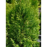 Туя західна Смарагд Лайт | Туя западная Смарагд Лайт | Thuja occidentalis Smaragd Light