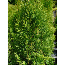 Туя західна Смарагд Лайт | Туя западная Смарагд Лайт | Thuja occidentalis Smaragd Light