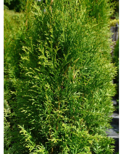 Туя західна Смарагд Лайт | Туя западная Смарагд Лайт | Thuja occidentalis Smaragd Light