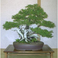 Туя західна Смарагд Лайт | Туя западная Смарагд Лайт | Thuja occidentalis Smaragd Light