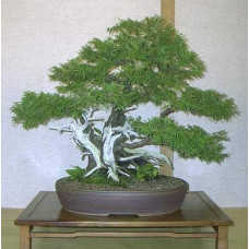 Туя західна Смарагд Лайт | Туя западная Смарагд Лайт | Thuja occidentalis Smaragd Light