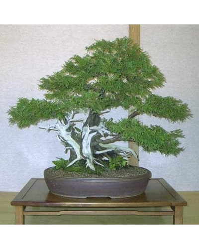 Туя західна Смарагд Лайт | Туя западная Смарагд Лайт | Thuja occidentalis Smaragd Light
