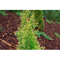 Туя західна Смарагд Лайт | Туя западная Смарагд Лайт | Thuja occidentalis Smaragd Light
