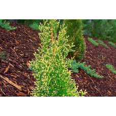Туя західна Смарагд Лайт | Туя западная Смарагд Лайт | Thuja occidentalis Smaragd Light