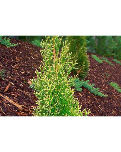 Туя західна Смарагд Лайт | Туя западная Смарагд Лайт | Thuja occidentalis Smaragd Light