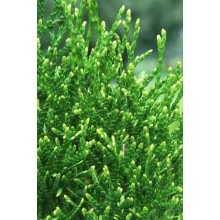 Туя західна Смарагд Вітбонт | Туя западная Смарагд Витбонт | Thuja occidentalis Smaragd Witbont