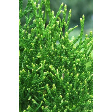 Туя західна Смарагд Вітбонт | Туя западная Смарагд Витбонт | Thuja occidentalis Smaragd Witbont