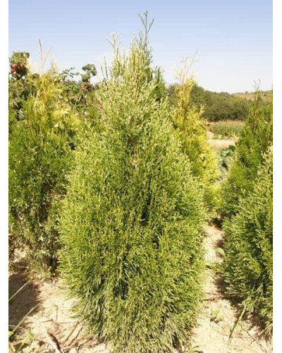 Туя західна Смарагд Вітбонт | Туя западная Смарагд Витбонт | Thuja occidentalis Smaragd Witbont