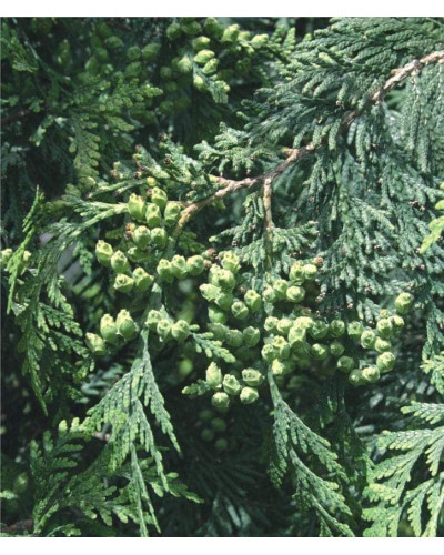 Туя західна Смарагд Вітбонт | Туя западная Смарагд Витбонт | Thuja occidentalis Smaragd Witbont