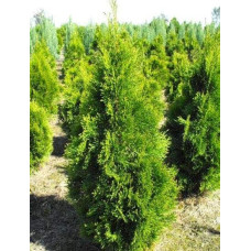 Туя західна Смарагд Вітбонт | Туя западная Смарагд Витбонт | Thuja occidentalis Smaragd Witbont