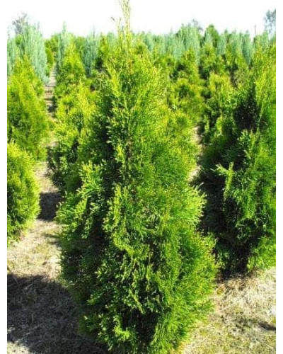 Туя західна Смарагд Вітбонт | Туя западная Смарагд Витбонт | Thuja occidentalis Smaragd Witbont