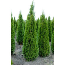 Туя західна Смарагд Вітбонт | Туя западная Смарагд Витбонт | Thuja occidentalis Smaragd Witbont