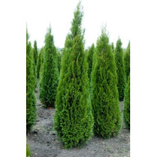 Туя західна Смарагд Вітбонт | Туя западная Смарагд Витбонт | Thuja occidentalis Smaragd Witbont